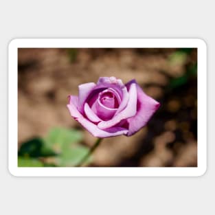 cli single purple rose Sticker